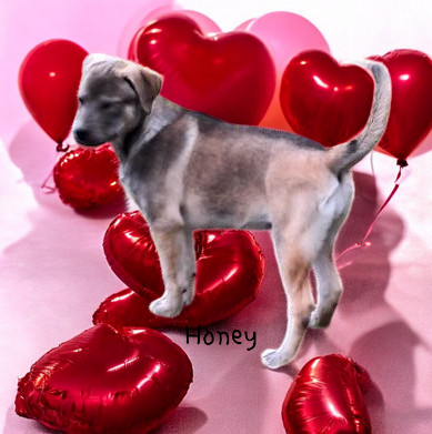 honey hava valentine-Photoroom