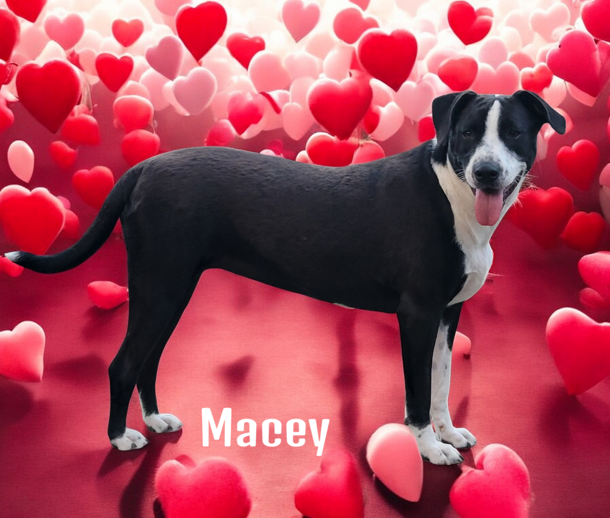 macey hearts-Photoroom