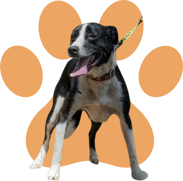 A dog standing in front of an orange paw print.